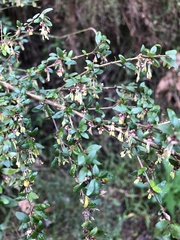 Coprosma quadrifida