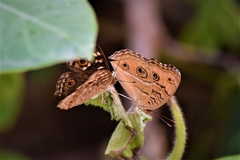 Junonia lemonias
