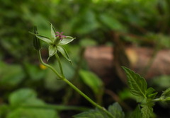 Geranium wilfordii