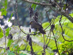 Pycnonotus bimaculatus