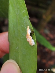 Monomorium floricola