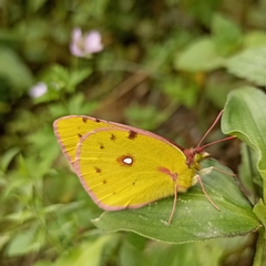 Colias fieldii
