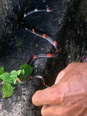Oxyrhopus petolarius