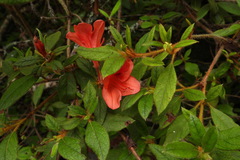 Rhododendron oldhamii