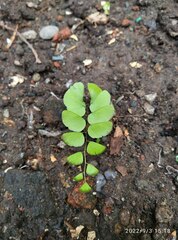 Adiantum philippense