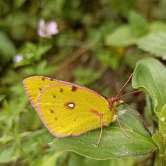 Colias fieldii