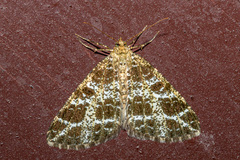 Arichanna interplagata