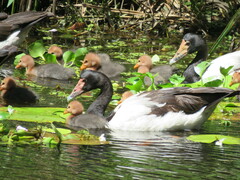 Anseranas semipalmata