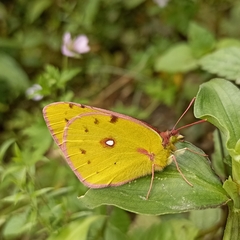 Colias fieldii