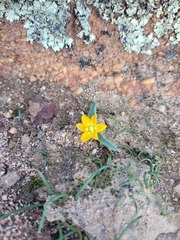 Ornithogalum maculatum