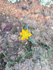 Ornithogalum maculatum
