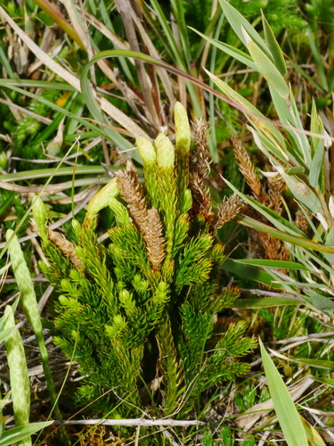 Dendrolycopodium juniperoideum observed 2022-07-15