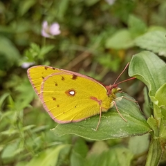 Colias fieldii