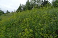 Pastinaca sativa sylvestris