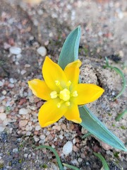Ornithogalum maculatum