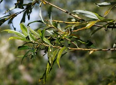 Salix udensis