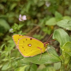 Colias fieldii