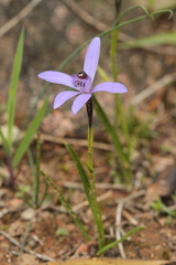 Pheladenia deformis