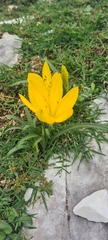 Sternbergia lutea