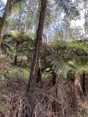 Cyathea