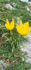 Sternbergia lutea