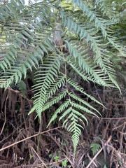 Cyathea