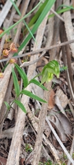 Pterostylis viriosa