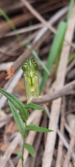 Pterostylis viriosa