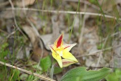 Caladenia flava flava