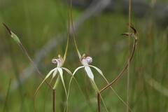 Caladenia longicauda eminens