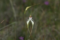 Caladenia longicauda eminens