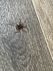 Steatoda nobilis