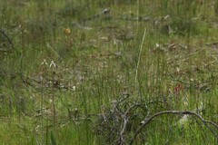 Caladenia longicauda eminens