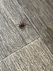 Steatoda nobilis