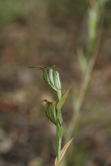 Pterostylis recurva
