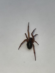 Steatoda nobilis