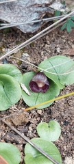 Corybas incurvus