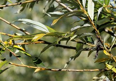 Salix udensis
