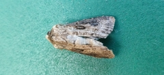 Agrotis segetum