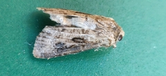 Agrotis segetum