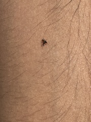 Arthropoda