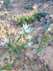Hesperantha
