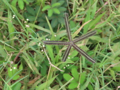 Dactyloctenium aegyptium