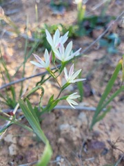 Hesperantha