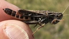 Stenobothrus rubicundulus