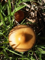 Psilocybe subaeruginosa