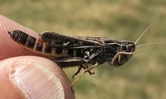 Stenobothrus rubicundulus