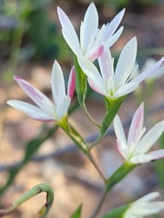 Hesperantha