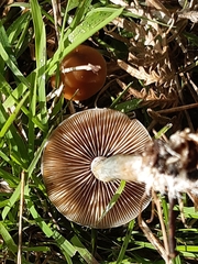 Psilocybe subaeruginosa