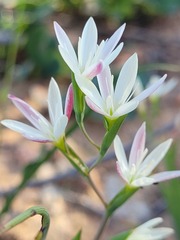 Hesperantha